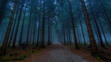 La-strada-nel-bosco-La-Serpe-dOro