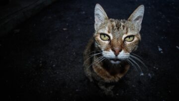 old-cat-1390365_1280