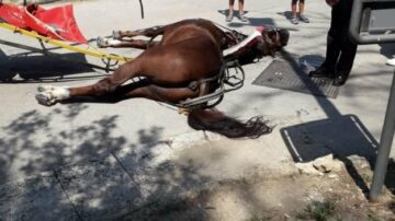 cavallo_morto_reggia_di_caserta-625x350