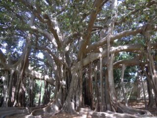 ficus-orto-botanico-palermo