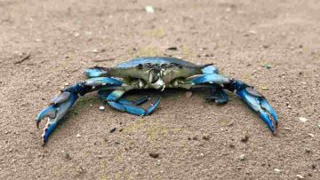 Sicilia, Granchio Blu