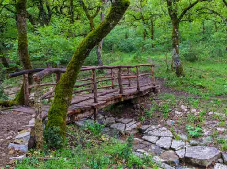 Bosco della Ficuzza