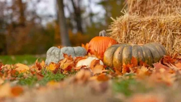 Il Ponte del 1° Novembre sta arrivando, ecco alcuni consigli su eventi e sagre che si svolgeranno in...