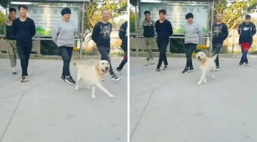 Hai mai visto un cane Labrador ballerino? Un video è diventato virale sui social e mostra un...