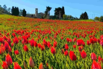 I tulipani di Blufi, la piccola Olanda di Sicilia, sono conosciuti per la loro bellezza. A partire...