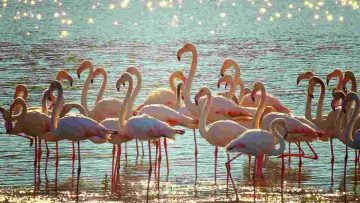 Fenicotteri rosa in Sicilia