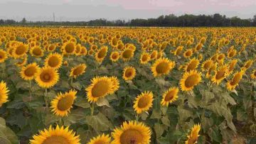 Labirinto di Girasoli