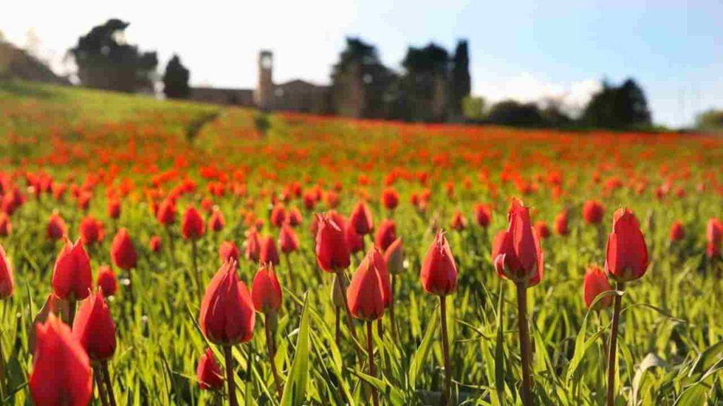 borgo dei tulipani