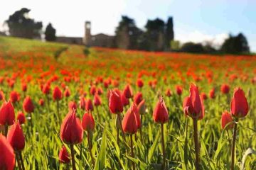 borgo dei tulipani