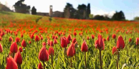 borgo dei tulipani