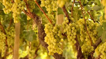 Un pittoresco borgo siciliano custodisce l’uva IGP più dolce dell’isola, tra tradizioni, sapori...