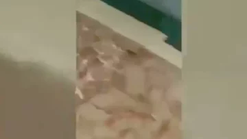 Problemi di Igiene e Topi alla Residenza "San Saverio" dell'Università di Palermo, il video di...