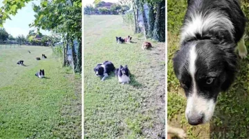 I Border Collie sono universalmente riconosciuti come una delle razze canine più intelligenti al...