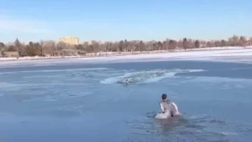Un cagnolino cade nelle gelide acque di un lago ghiacciato, ma un eroe coraggioso compie un gesto...