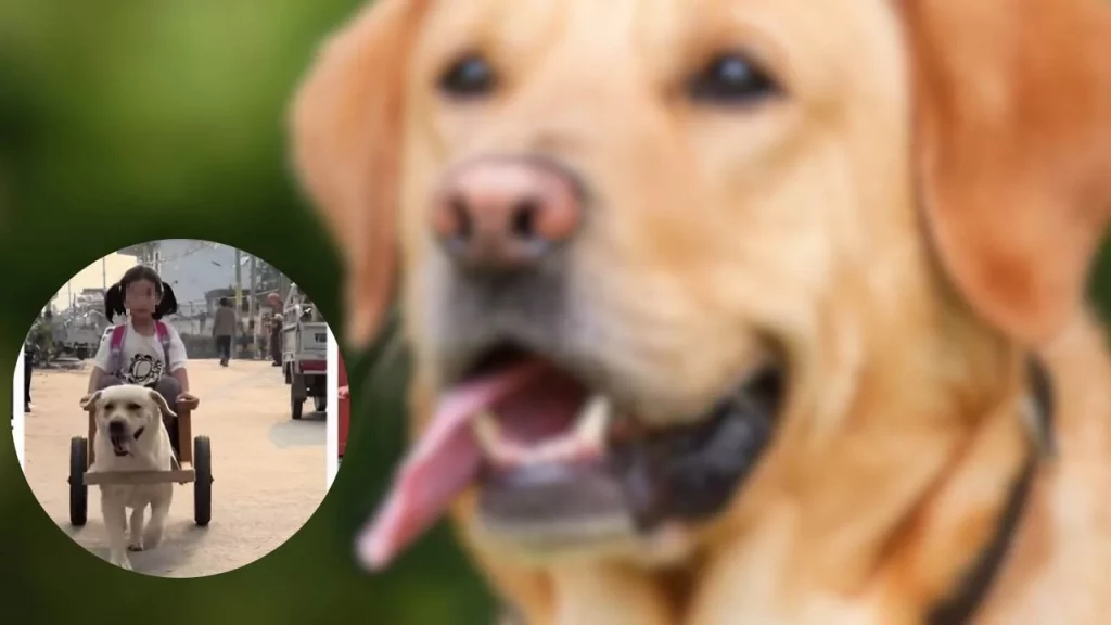 Labrador