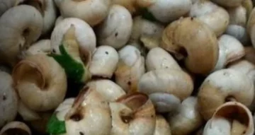 I Babbaluci: Un Simbolo del Festino - U Festino, la festa più importante di Palermo, è chiamata così...