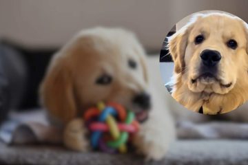 Golden Retriever