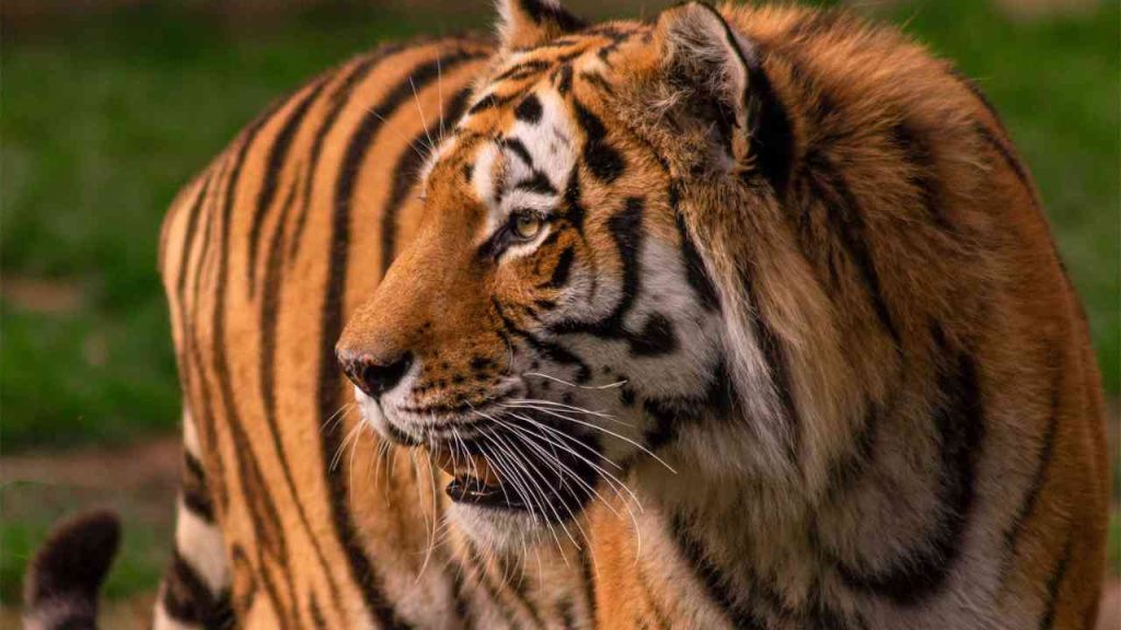 Tigre 