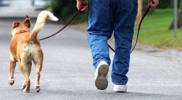 4266598_1514_passeggiata_cane_vietata