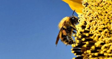 Api addestrate a identificare il Covid-19: è il risultato ottenuto dai ricercatori dell'Università...