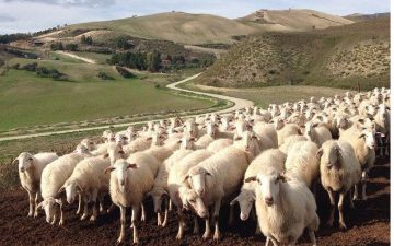 pecore dei Monti Sicani