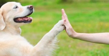 pet-therapy