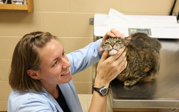 Sogno Medicina Veterinaria a Palermo